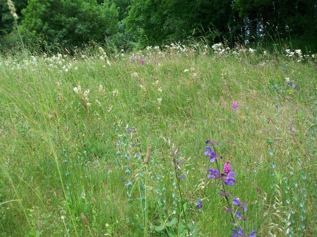 plantes magnifiques, rares parfois (orchidées), papillons extraordinaires, et tout ce que l'on peut trouver en se baladant dans les chemins