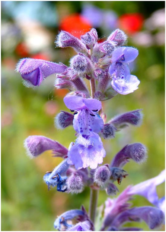 Album - Verdure et fleurs