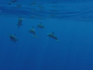 Rencontre avec les dauphins.