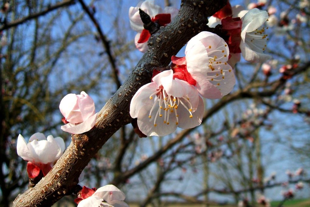 Que serait la Terre sans les plantes ?