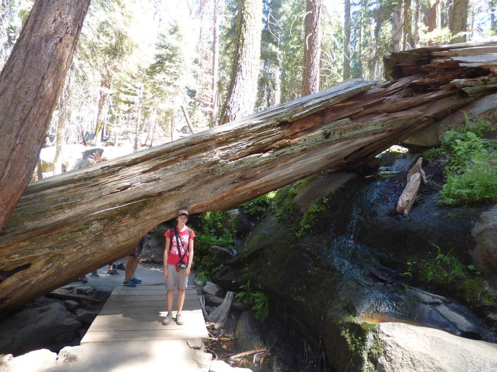 Road trip aux USA, étape 10 : Sequoia park, aux pays des géants