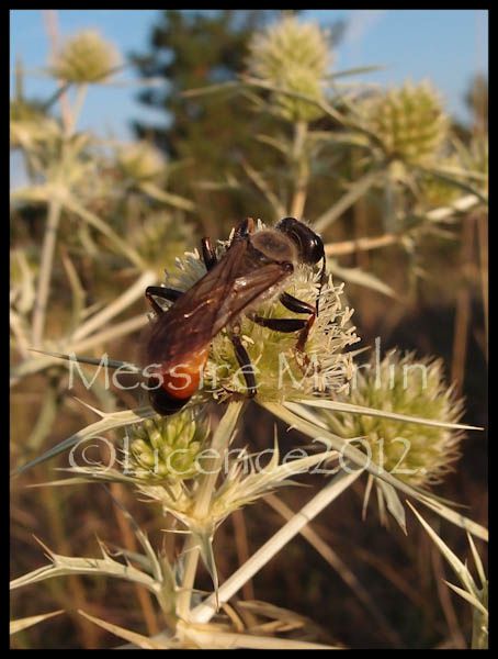 Album - Photos-insectes