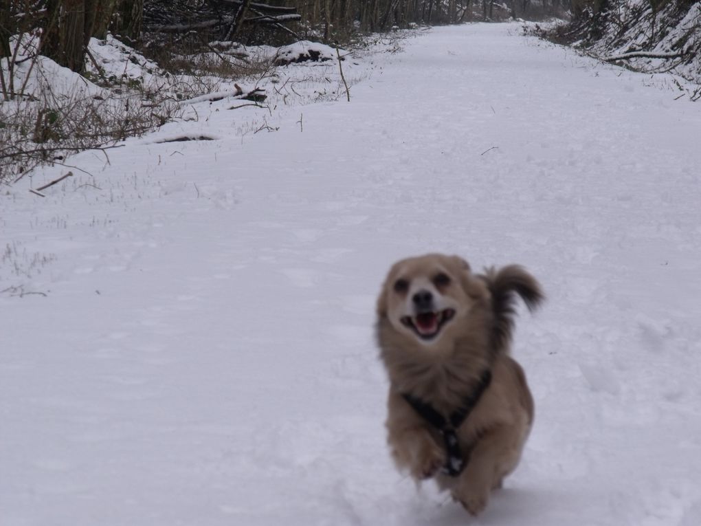 Photos et vidéo - promenade du 26 février