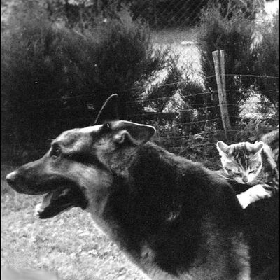 Chien et chat