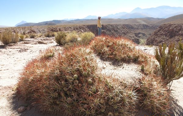 Un voyage au Chili - Atacama 3