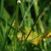 Orchis Blanc