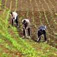 Le Plan Maroc Vert au secours de l'agriculture marocaine
