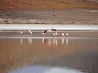 4 jours de rêve entre le salar d´Uyuni et le sud Lipez