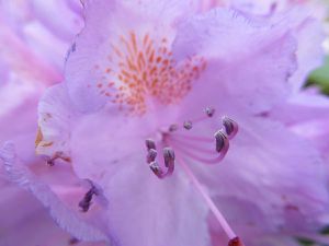 Rhododendron