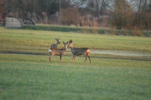 dans les prairies du Ried en Alsace