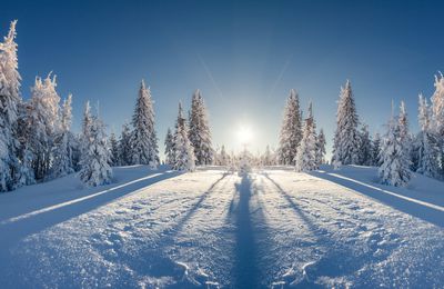 Nature - Paysage - Sapins - Neige - Hiver - Photographie - Wallpaper - Free