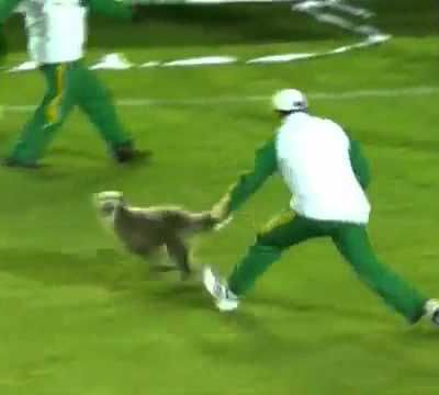 UN CHIEN ENVAHIT UN TERRAIN ET CELA DURE UNE ETERNITE: