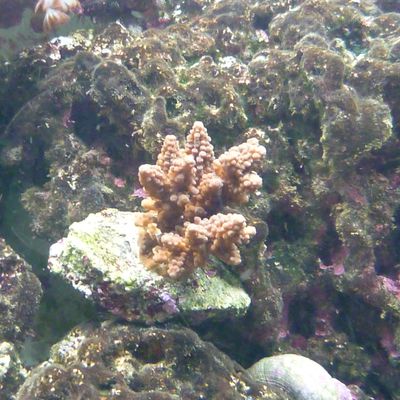 Acropora