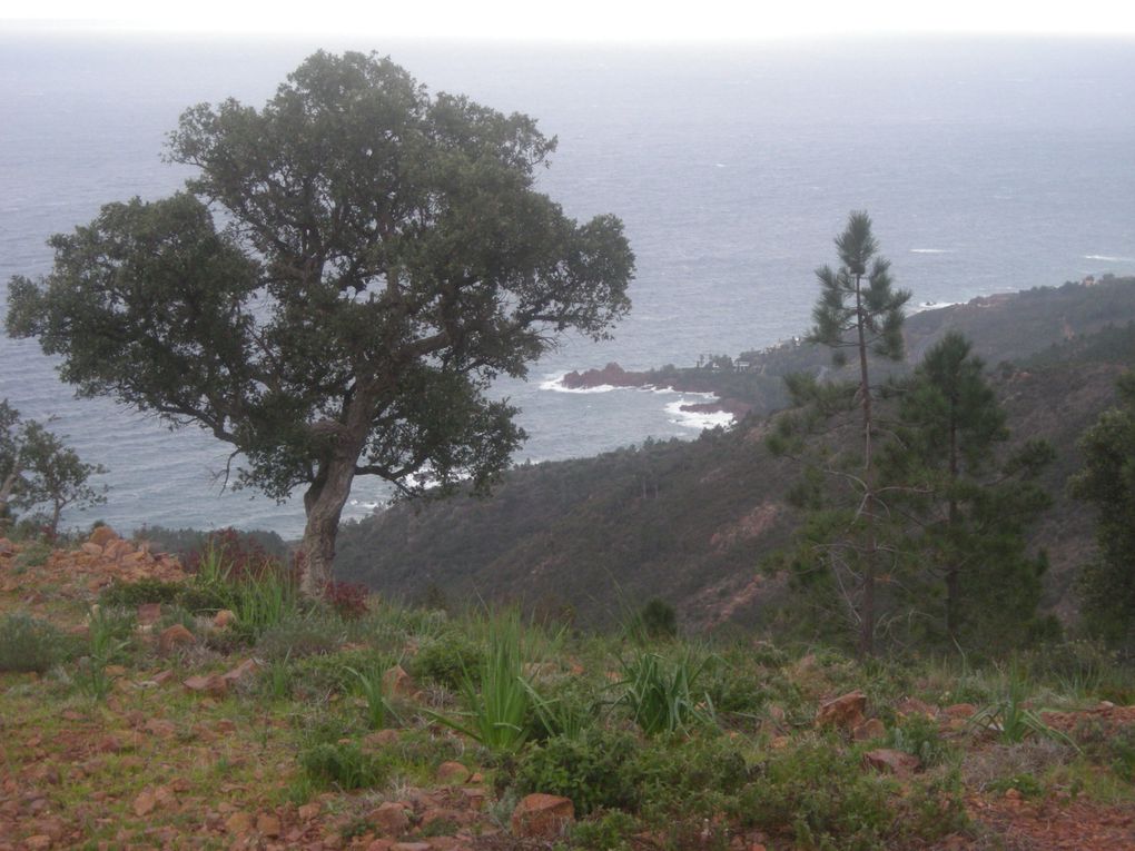 Album - Trail-off-de-l-Esterel-7-mars-2010