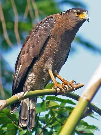 Album - oiseaux-de-proie