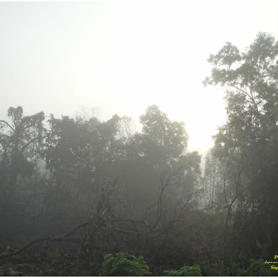 Brouillard matinal en Thaïlande