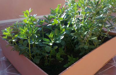 Mon carré de potager au mois de Février