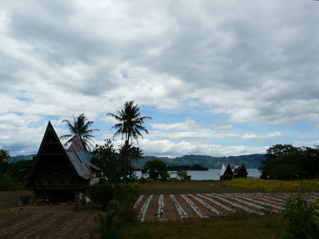 Le périple dans l'Indonésie se poursuit par la surprenante Sumatra. Ici, toutes les religions se côtoient, entre grandes réserves d'Orang Outang et villes soumises aux tremblements de terre et aux volcans ...