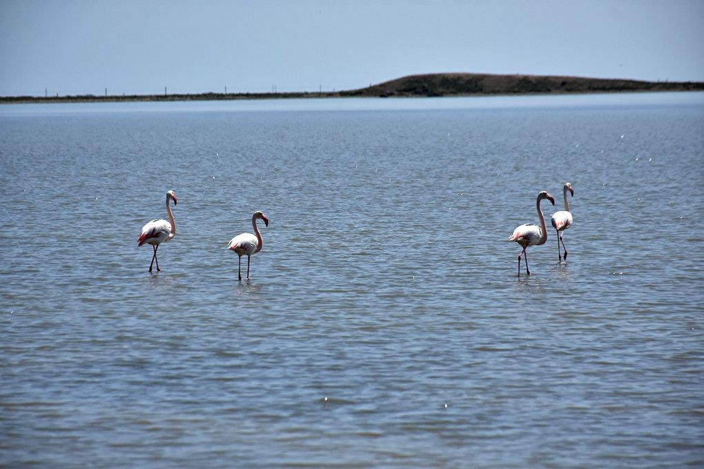 A PEYRIAC DE MER  ON MARCHE SUR L’EAU (7)