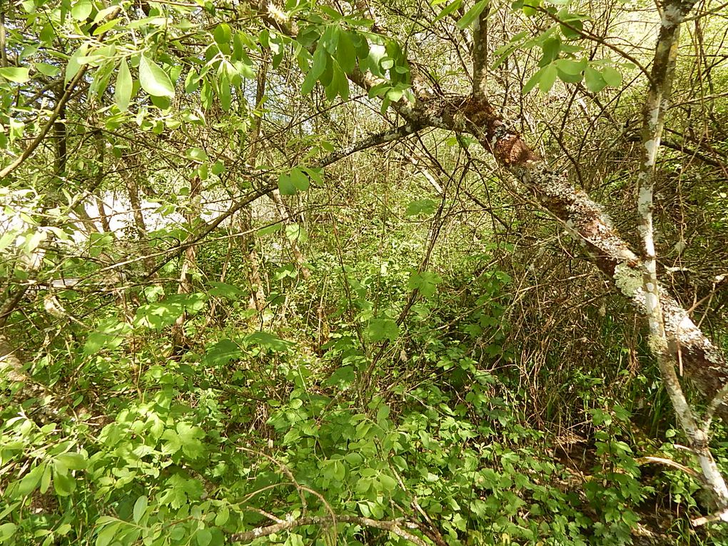 PLANTES SAUVAGES COMESTIBLES AU MARAIS DES RINCEAUX