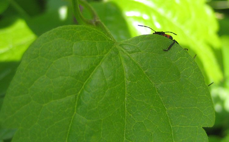 Album - Pentatomidae