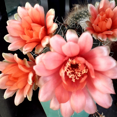 Floraison de gymnocalycium baldianum et autres news 