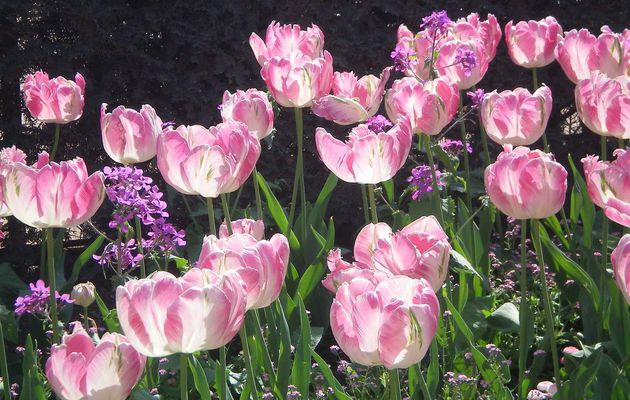 Impressions de Tulipes