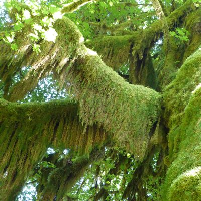 Olympic NP : Une forêt pluviale entourée par l’océan
