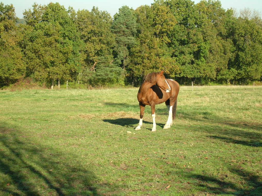 Un cheval au pré, les copains chevaux et poulains, l'alimentation, les balades, la gadoue... la belle vie quoi!