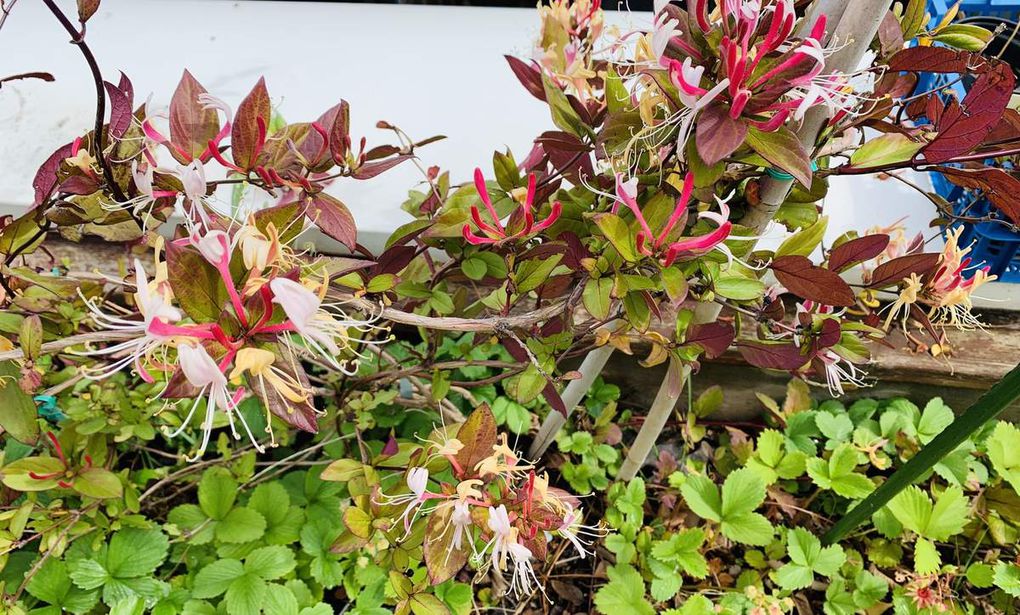 Les fleurs du mois de mai dans le micro jardin urbain (en 2019)