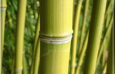 Bambou Phyllostachys Aureosulcata...