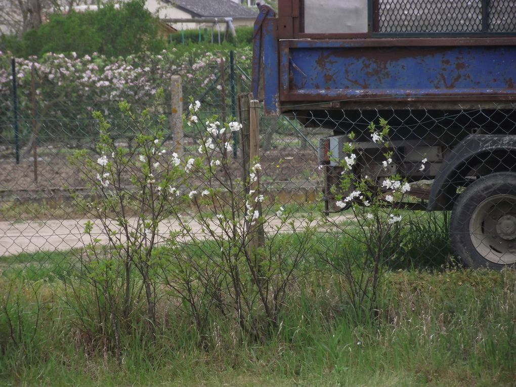 Froid et froid et humide 
photos à partir du 5 avril