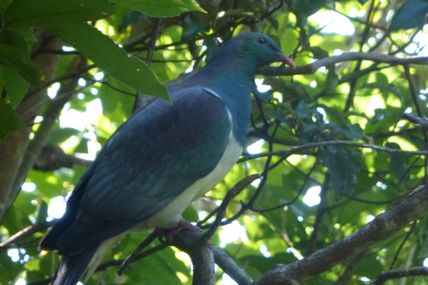 Kapiti Island, l'île aux oiseaux