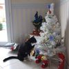 Les chats aiment aussi Noël