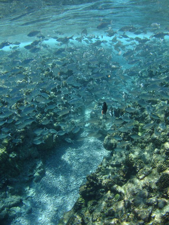 Album - 15.Polynesie-Francaise--iles-des-Tuamotu