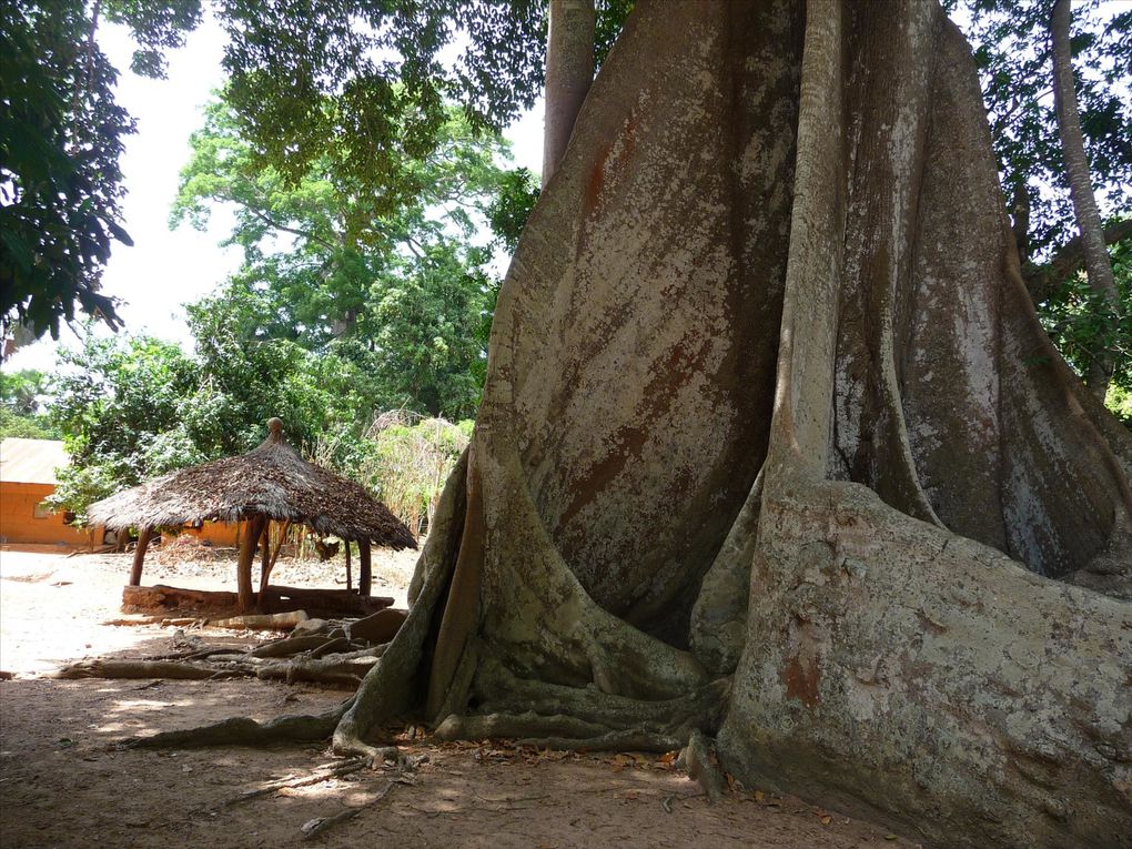 Album - La casamance