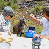 Un kangourou bien gourmand