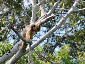 Pantanal Wilderness (Brésil en  camping-car)