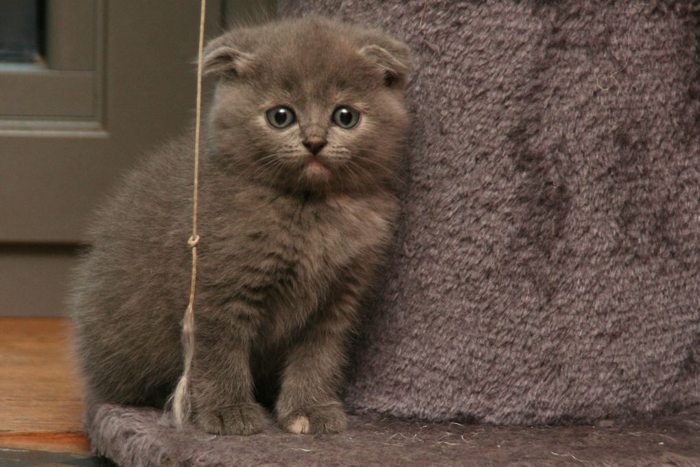 Photos de nos chatons de 2012.
Première portée : Falbala (Brtitish Shorthair)+ Dwayne (Highland Fold)