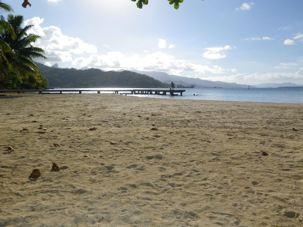 quelques plages de l'île de RAIATEA
1.plage du Marae TAPUTAPUATEA(les enfants ont pieds jusqu'au récif)