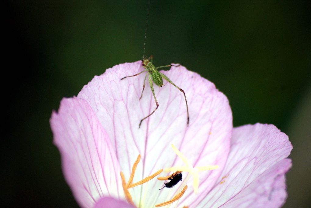 Photos d'insectes et d'araignées généralement en macro