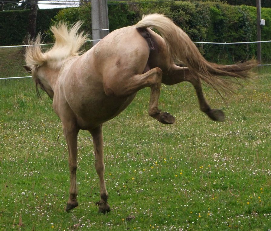 Jument onc palomino par Quad'or et Kahomanie, née le 10 mars 07