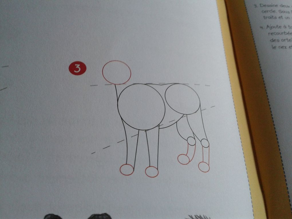 comment dessiner un chien debout