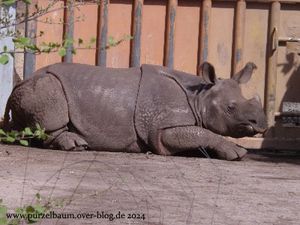 Zwergflusspferde Debby und Toby, Warzenschwein, Braunbären, Nyala, Panzernashorn, Elefantendamen