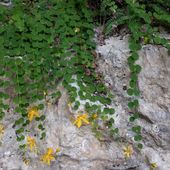 Le millepertuis à sous (Hypericum nummularium), ou Vulnéraire des Chartreux - Vosges-passion