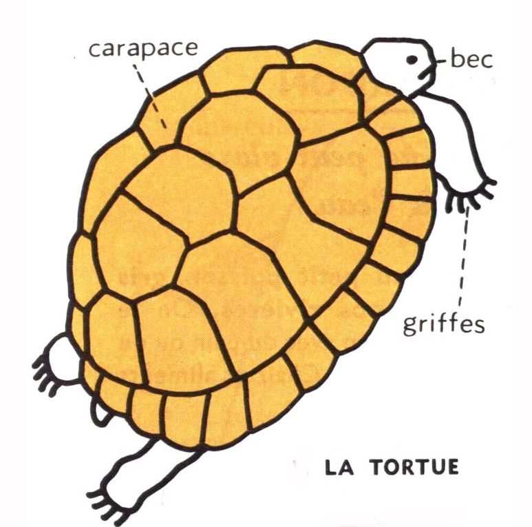 Dessins en couleur pour l'enseignement de leçons de choses en écoles primaires tirés d'anciens livres.
-