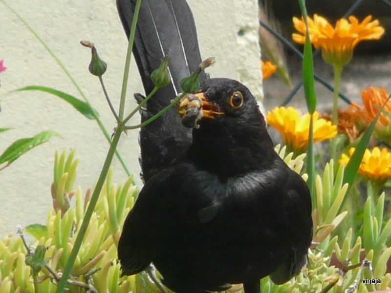 Album - fleurs--animaux