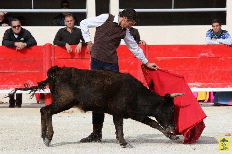 St-Martin-de-Crau Samedi 8 octobre 1011 Journée du Revivre de la Feria de la Crau Tienta de macho et de vacas et Lidia de 4 toros Ganaderias : Giraud-Malaga-Yonnet