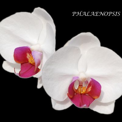 orchidées
