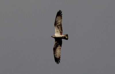 Le Balbuzard pêcheur